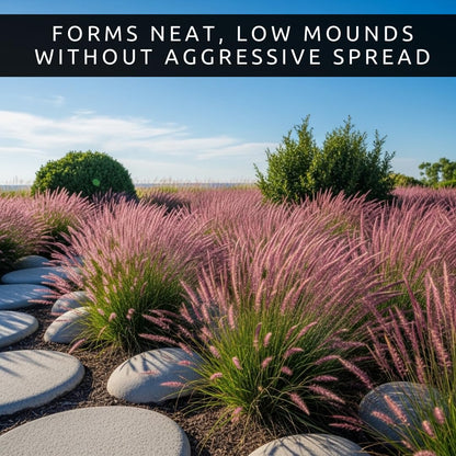 Purple Love Grass (Eragrostis spectabilis) Live Plant Plug – Native Ornamental Grass – Airy Pink-Purple Blooms – Drought Tolerant Perennial for Full Sun (1)