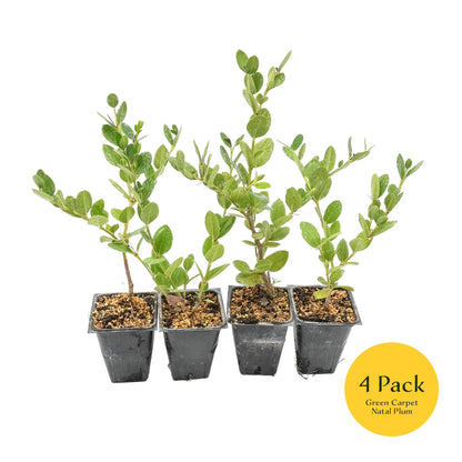 4 Green Carpet Natal Plum in 3.5" Nursery Cubes | Carissa ‘Green Carpet’ | Low-Growing Evergreen Groundcover for Landscapes, Slopes & Borders | Live Starter Plants