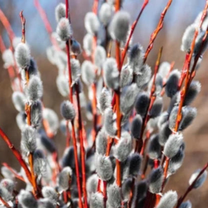Pussy Willow Live Plant, 6-12 Inch Tall Shrub in 2.5 Inch Pot, Hardy Willow Tree for Spring Blooms and Garden Borders