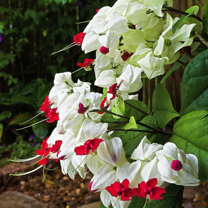 3 Live Bleeding Heart Plants | 4 to 5 Inch Tall | Clerodendrum Plant with White Blossoms | for Trellises, Patios, or Balconies
