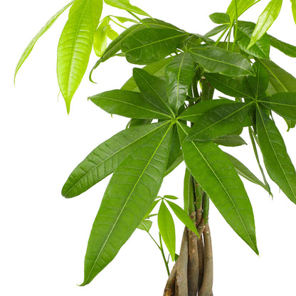 Money Tree Plant Indoor House Plants, Chinese Money Plant Decor & Altman Plants, Live Snake Plant, Sansevieria trifasciata Superba, Fully Rooted Indoor House Plant in Pot