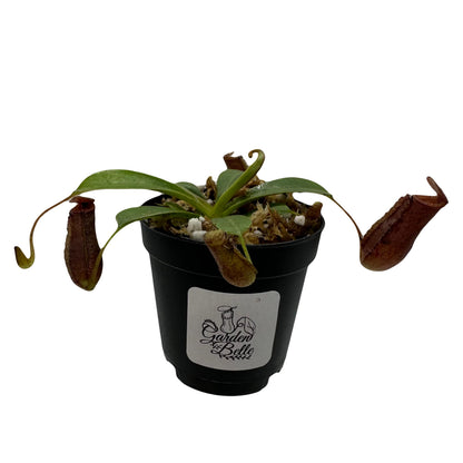 Nepenthes 'Briggsiana' (N.Lowii x N.Ventricosa Red) Tropical Carnivorous Pitcher Plant in 2" Pot
