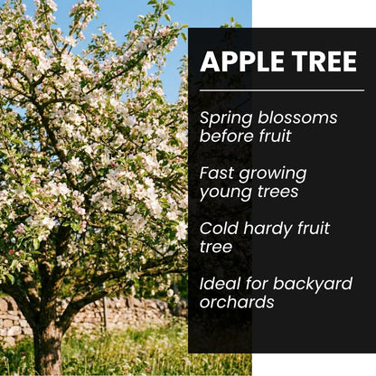 Apple Tree Saplings – 3 Live Apple Trees for Planting, Cold Hardy Fruit Tree Starts for Backyard Orchard, Garden & Container Growing