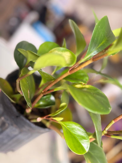Plant of Money. Peperomia obtusifolia, Live Indoor Plant, 4 inch Pot.