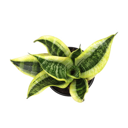 Altman Plants Sansevieria Superba Snake Plants (Approx. 8" Tall) in White Plant Pot, Variegated Snake Plant Decor, Easy Plant Gift & Desk Plant, Live Snake Plant Live Indoor with Pot, Air Purifying