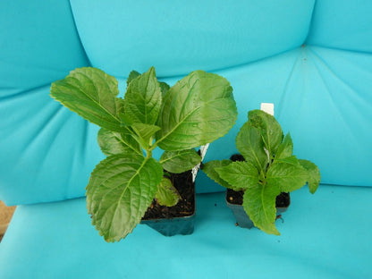Live Plant - Hydrangea Starter Plant Opens White Then Pink Then to Blood Red