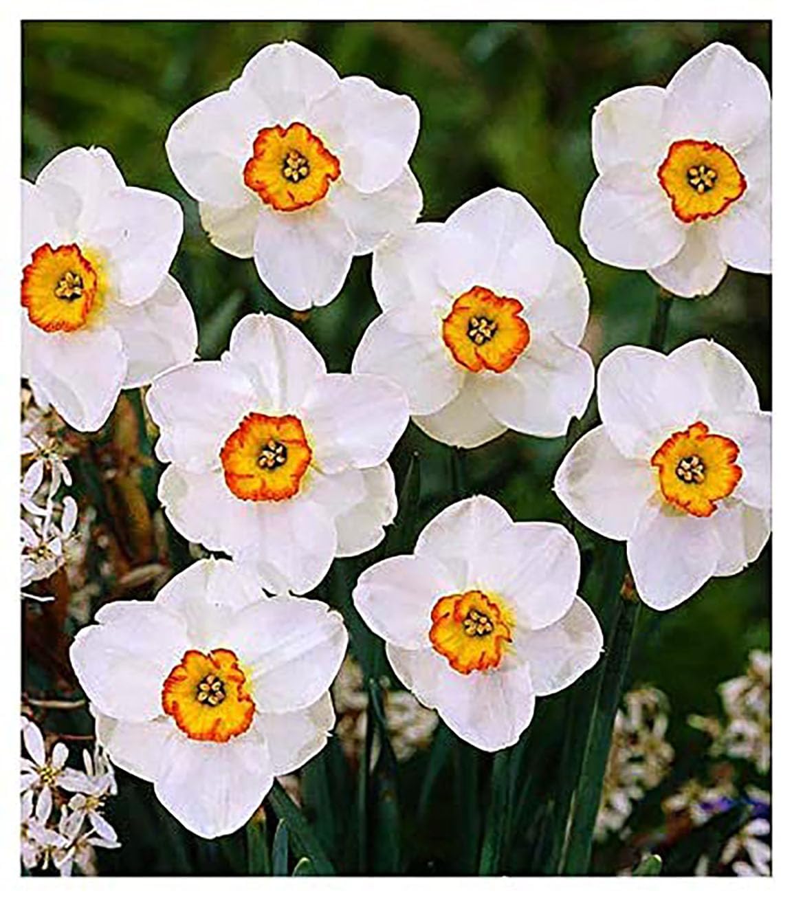 10 Jamestown Narcissus Bulbs - Top Size Daffodil Bulbs