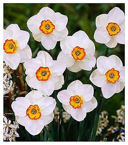 10 Merlin Narcissus Bulbs - TOP Size Daffodil Bulbs