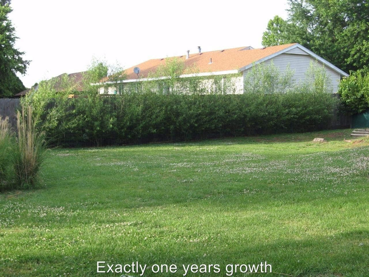 Willow Hybrid Trees for Privacy - Fast Growing Austree Willow Cuttings (25 Cuttings)