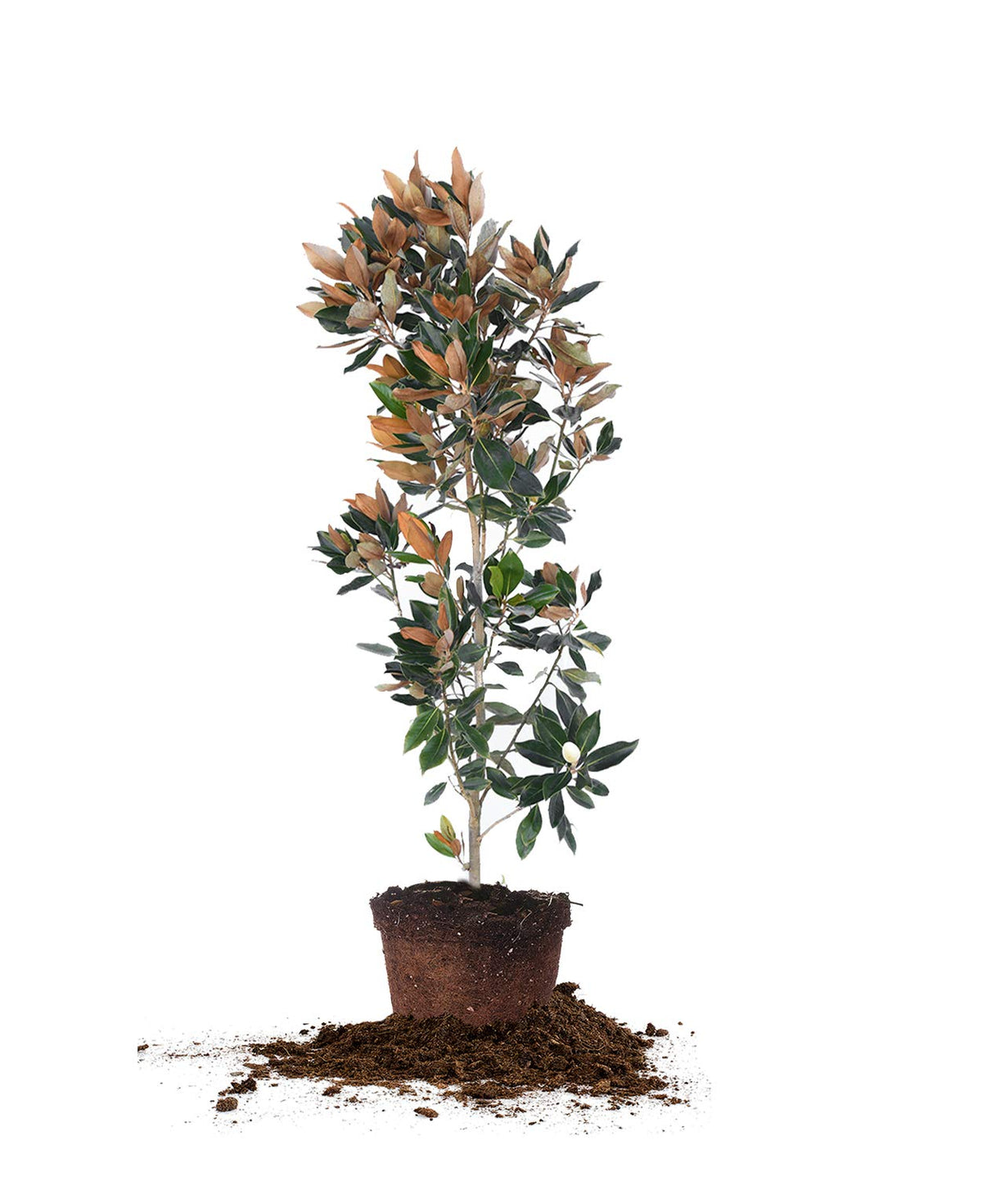 Little Gem Magnolia - Size: 4-5', Live Plant, Includes Special Blend Fertilizer & Planting Guide