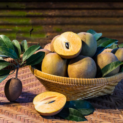 Sapodilla Tree Live Plant to Grow Outdoor 2 to 3 Feet, in 3 Gallon Pot, Sapodilla Plant Live, Cannot Ship to CA