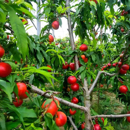 5 Nectarine Tree Seeds Non-GMO Fruit Seeds for Planting Fast-Growing, Hardy Variety Ideal for Gardeners Wanting Fresh, Homegrown Nectarines