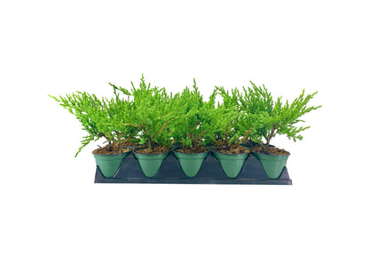 Green Sargent Juniper | 3 Live 4 Inch Pots | Juniperus Chinensis | Drought Tolerant Cold Hardy Evergreen Groundcover Plants