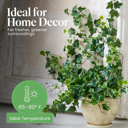 American Plant Exchange English Ivy Variegated – 4-Inch Pot – Live Easy Care Vining Houseplant, Elegant Trailing Foliage for Home, Office, or Garden Decor