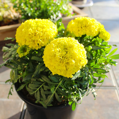 Yellow African Marigold Flower (4 Pack), Outdoor Flowering Plants, Easy Outdoor Gardening, Real Marigolds, Flowers for Garden, Porch & Patio Plants by Plants for Pets
