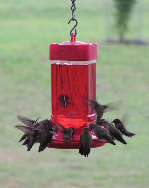 First Nature 3055 Hummingbird Feeder - 32-Ounce Wide-Mouth Reservoir for Easy Filling & Cleaning