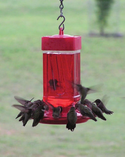 First Nature 3055 Hummingbird Feeder - 32-Ounce Wide-Mouth Reservoir for Easy Filling & Cleaning