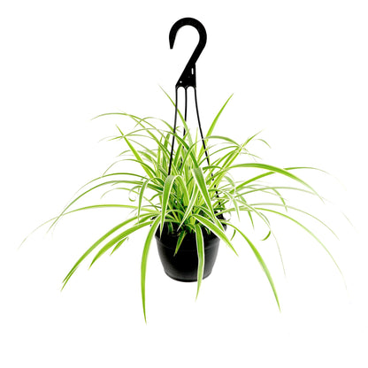 Live Spider Plant in 6" Hanging Basket with Detachable Hook, Pet Friendly Houseplant for Home or Office, Unique Seasonal Varieties, Real Easy to Grow Houseplants by Plants for Pets