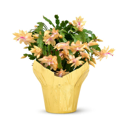 Live Flowering Zygocactus - Yellow-Orange - Thanksgiving/Christmas Cactus - Seasonal Bloomer, Currently Out of Bloom - 5” Tall by 5” Wide in Deco Cover