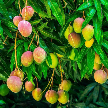 Mango Tree - Live Fruit Tree in a 3 Gallon Pot - Mangifera Indica 'Alphonso' - Tropical Edible Fruit Bearing Tree