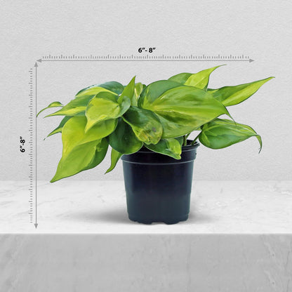 Live Brazilian Philodendron, Variegated Philodendron, Trailing Indoor Potted Plant, Fully Rooted Air Purifier, Couples Gift, Plant Mom Dad Gift, Easy to Grow Houseplant in 4" Pot