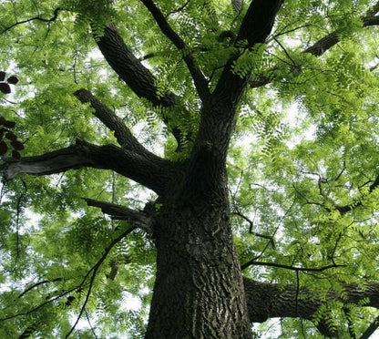 2 Black Walnut Trees - 18-24" Tall - Nut-Bearing Live Plants - Fast Growing Trees - Juglans Nigra - (2 Pack)