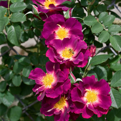 BRECK'S - Stormy Weather Dormant Bare Root Climbing Rose, Includes one Plant per Order