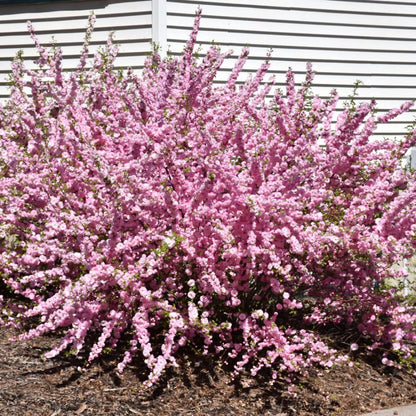 Pink Flowering Almond Trees Live Plants Shrubs Dormant in Pot, Spring Planting, 8 Months Old Flowering Plum Bushes, Ornamental and Fragrant Pink Blossoms