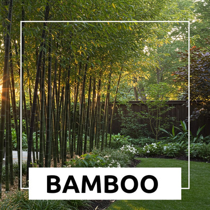 500+ Fresh Black Bamboo Seeds for Planting | Great for Privacy, Fast Growing