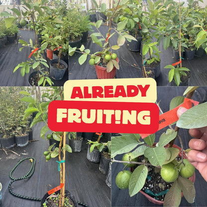 Fruit Bearing Pink Guava Tree Live Plant, 2-3 Feet Tall in Gallon Pot, Grafted Guava Trees for Planting, No CA