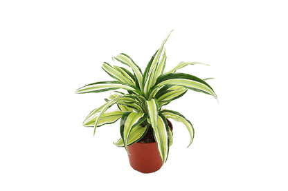 Dracaena Lime Dragon Malika- 4'' from California Tropicals