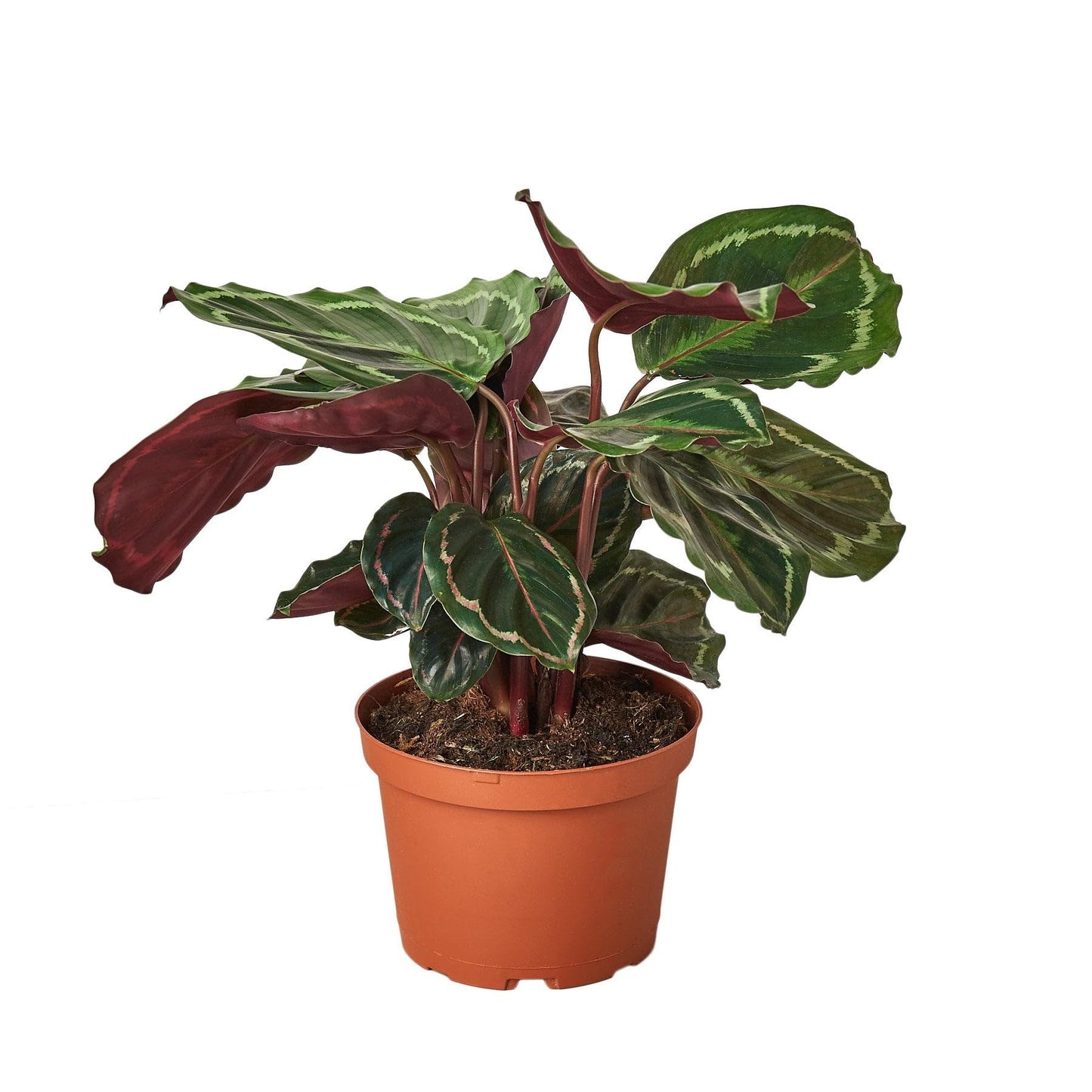 Calathea Roseopicta 'Medallion' in 4in Pot - Live Plants Tropical Houseplants | Variegated | USA Growers | The Snobby Leaf