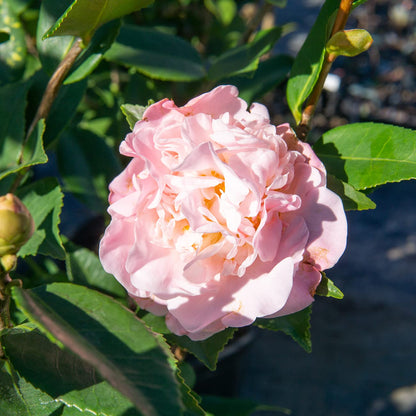 Perfect Plants Live High Fragrance Camellia in 3 Gallon Grower's Pot | Evergreen Perennial That Loves Shade | Air Purifier with Beautiful Flowers and Sweet Blossom Scent