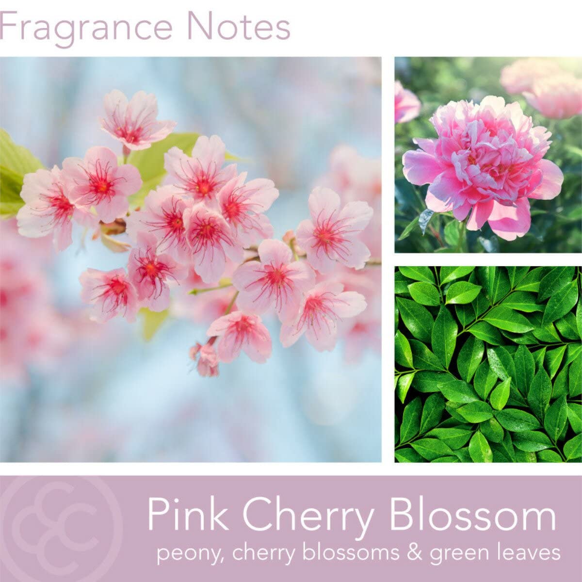 Colonial Candle Pink Cherry Blossom Scented Jar Candle, Classic Cylinders Collection, 2 Wick, Red, 11 oz - Up to 80 Hours Burn