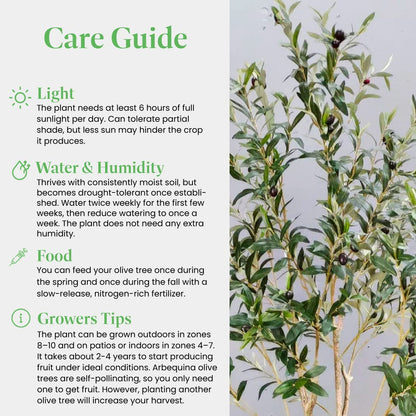 American Plant Exchange Live Olive Tree, Arbequina – Real Fruiting, Edible Indoor/Outdoor Houseplant – Large 10-Inch Pot, Perfect for Home, Office, Patio & Garden Décor