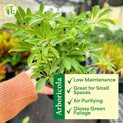 Thorsen's Greenhouse Live Arboricola Umbrella Tree Plant, Schefflera Arboricola, Natural Air Purifier, Easy to Grow, Live Indoor Houseplant, 4-inch Diameter (Sage)