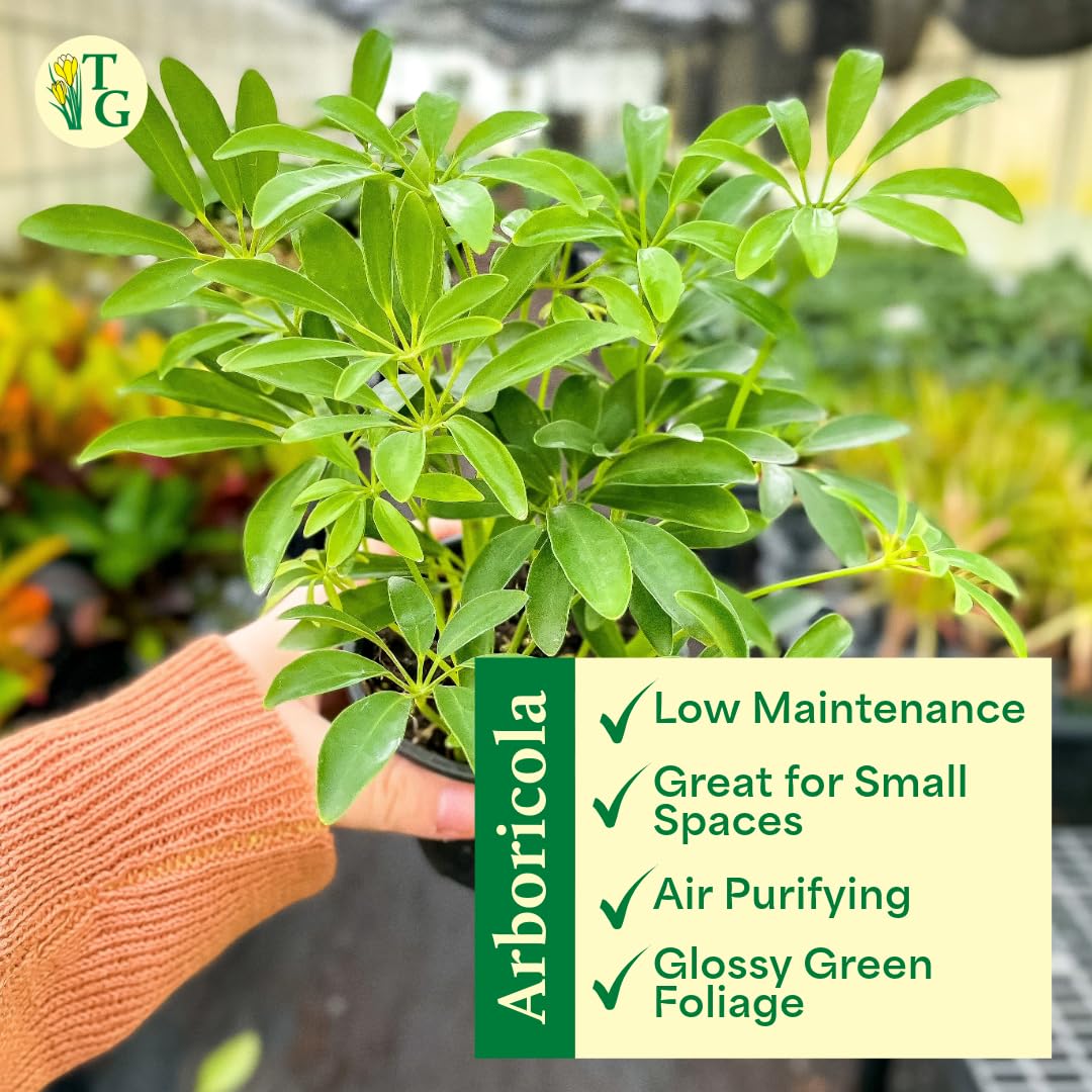 Thorsen's Greenhouse Live Arboricola Umbrella Tree Plant, Schefflera Arboricola, Natural Air Purifier, Easy to Grow, Live Indoor Houseplant, 4-inch Diameter (Natural)