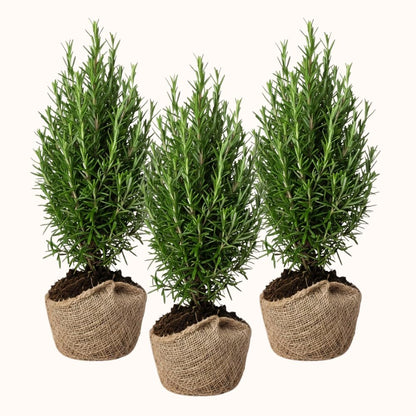 Set 3 Blue Rosemary Plants Live, Rosemary Live Plant, Edible and Fragrant Herbs, Rosemary Seedling for Indoor Outdoor Planting, 4-6 Inches Starter Plant