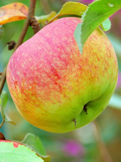 Winesap Apple Trees, Late-Season Harvest, Deciduous, Large Bright Red Fruit, 1 gal Nursery Pot, 2-3 ft. Tree Height (Due to Agricultural Laws, we Cannot Ship to CA, AZ, AK, or HI)