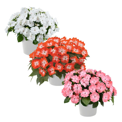 Live Flowering New Guinea Impatiens - Grower's Choice Assorted Colors (3 Plants Per Pack) - Beautiful Shade Flowers - 12" Tall by 5" Wide in 1 Qt Pot