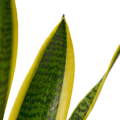 Live Snake Plant in Pot - Sansevieria trifasciata Laurentii - Fully Rooted Indoor House Plant in Pot - Mother in Law Tongue Sansevieria Plant - Best Air Purifying Plant - CA Seller