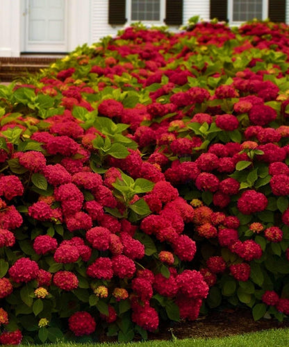 Live Plant - Hydrangea Starter Plant Opens White Then Pink Then to Blood Red