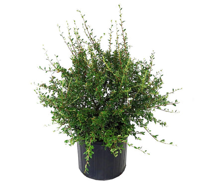 Cotoneaster dammeri 'Coral Beauty' (Coral Beauty Cotoneaster) Shrub, 3 - Size Container