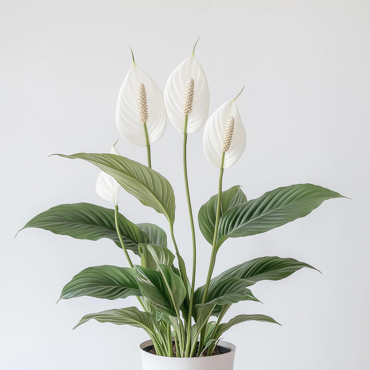 Spathiphyllum 'Peace Lily' Live Plant - Peace Lily Plant Live Houseplant- Indoor Air Purifier - Low Maintenance Flowering Indoor Plant - CA Seller (Small Plant, 4" Pot, NOT Flowering Currently)