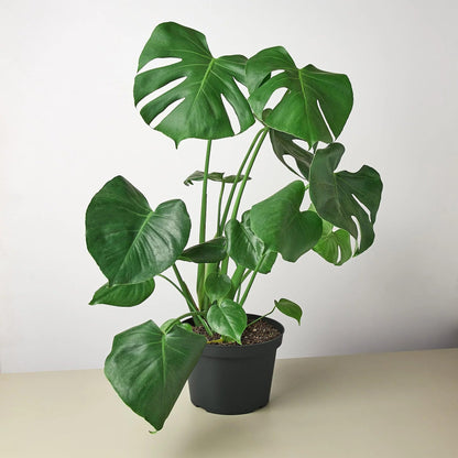 3 Pack Philodendron Monstera Split-Leaf in 4in Pot - Live Plants Tropical Houseplants | Variegated | USA Growers | The Snobby Leaf