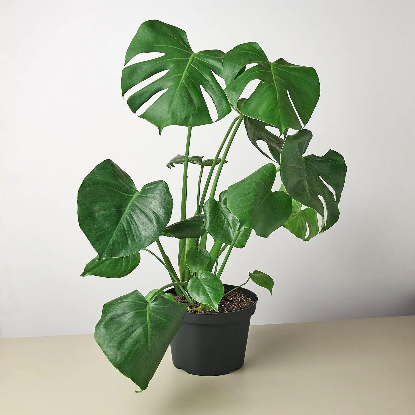 9 Pack Philodendron Monstera Split-Leaf in 6in Pot - Live Plants Tropical Houseplants | Variegated | USA Growers | The Snobby Leaf