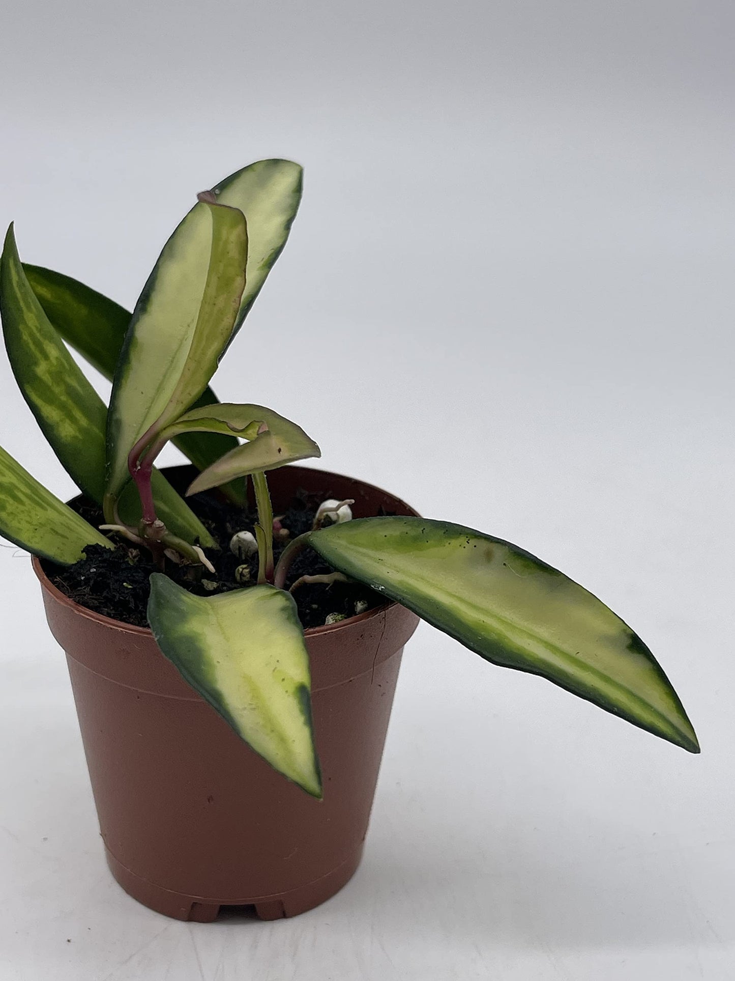 BubbleBlooms Variegated Wayetii Hoya Tricolor in a 2 inch Pot