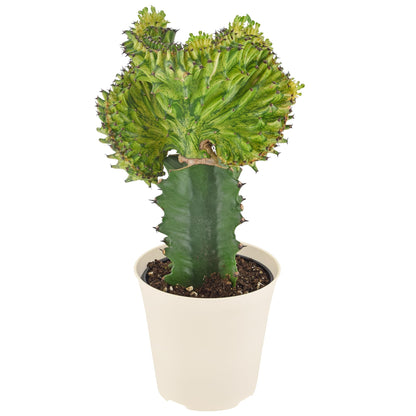 Arcadia Garden Products Live Mermaid Tail Cactus Indoor Houseplant in Plastic Pot, Euphorbia lactea Cristata Crested Coral Succulent Plant Gift for Home and Garden Decor, 4-inch, Green