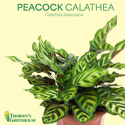 Thorsen's Greenhouse Peacock Calathea, Live Indoor Plant, Safe for Pets, Colorful Foliage, Rare Variety, Peacock Plant, 4" Diameter (Sage)