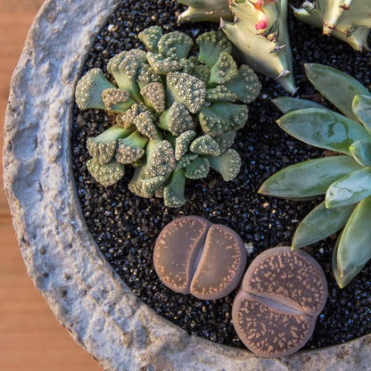 Altman Plants Giant Living Stones Succulents (4PK) XL Lithops Live Plants & Real Succulents, Pet Safe Plants & Live Succulent Plants, 2.5" Pots, Pet Friendly Plants, Live Plants in Succulent Soil Mix